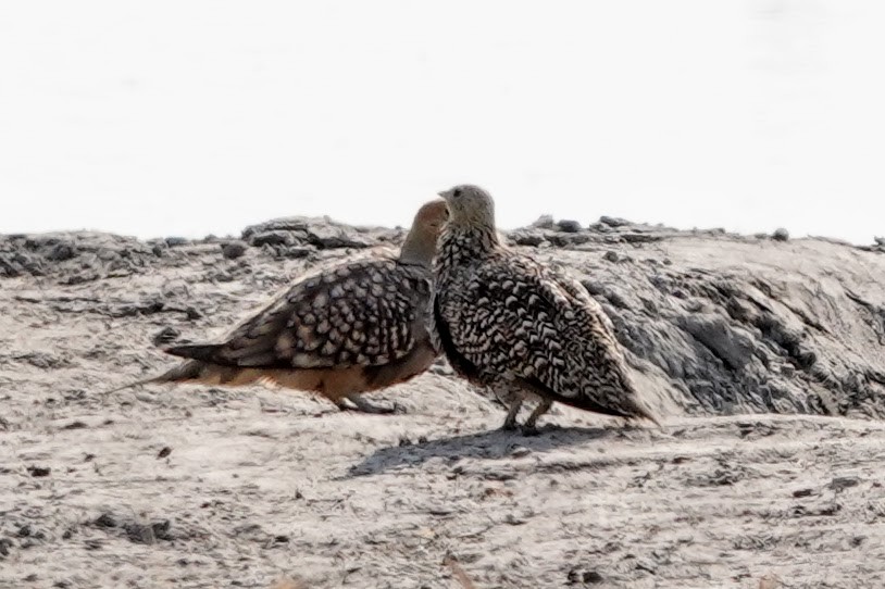 Namaqua Sandgrouse - ML642548862