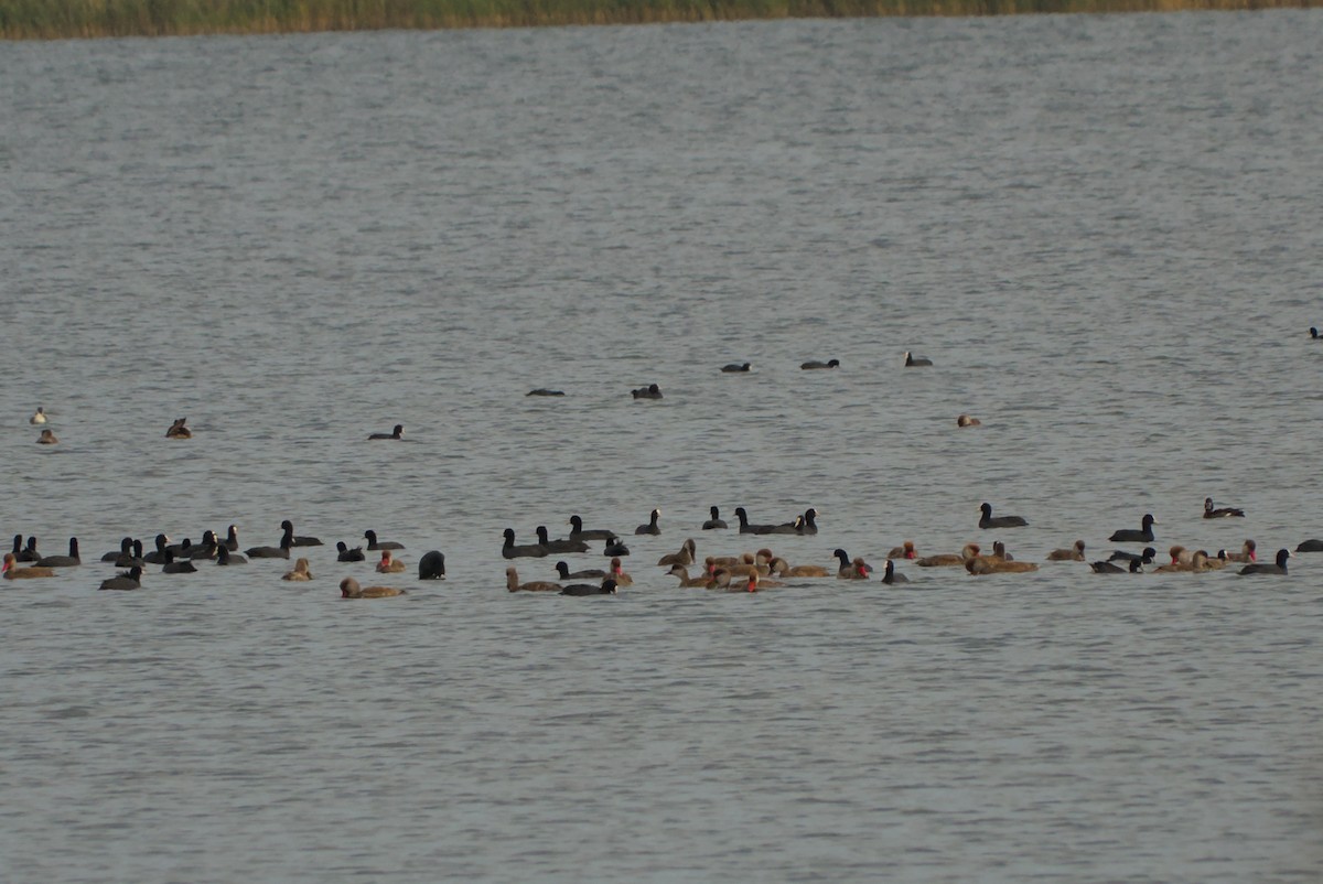 Red-crested Pochard - ML642548863