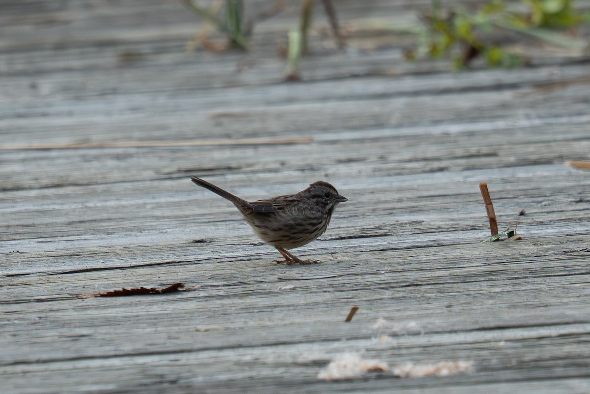 Song Sparrow - ML642548865