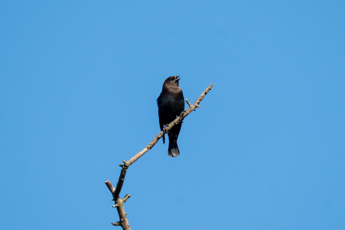 Brown-headed Cowbird - ML642548873