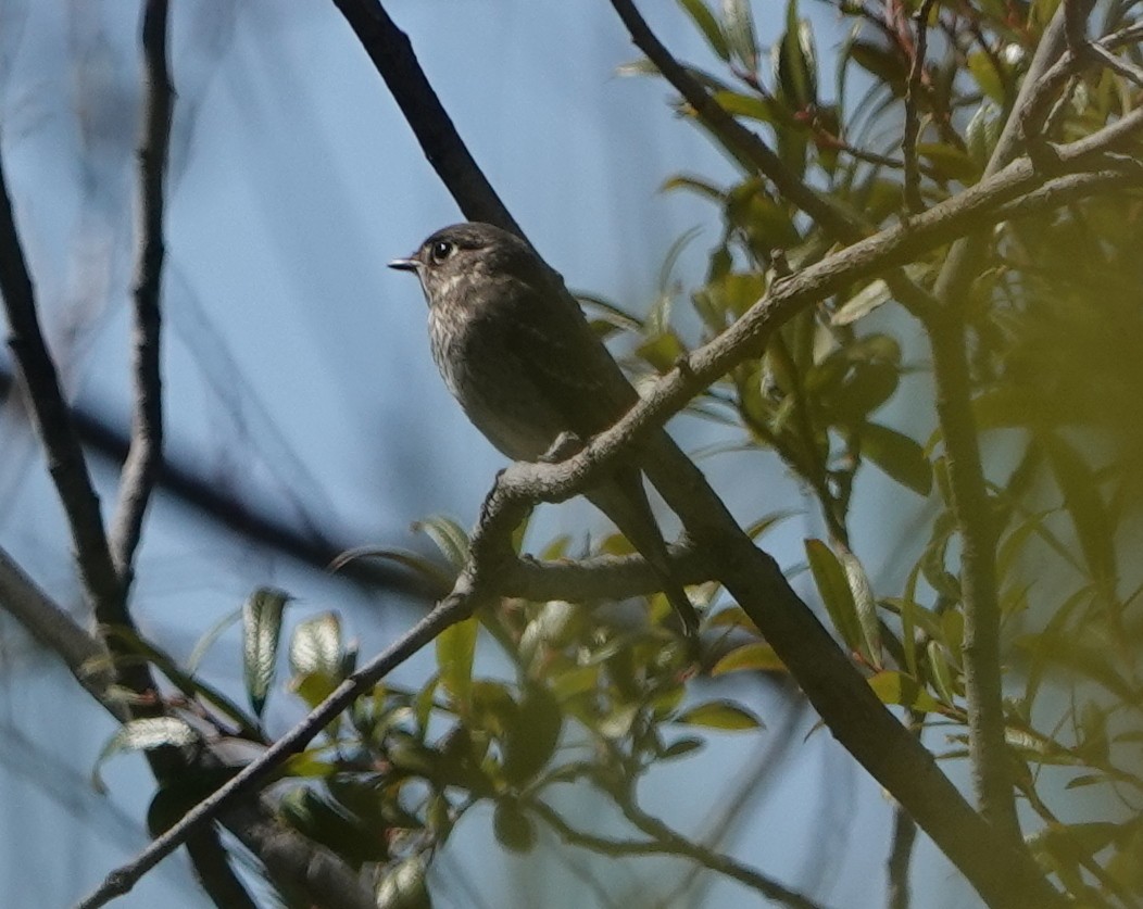 Dark-sided Flycatcher (Siberian) - ML642548881