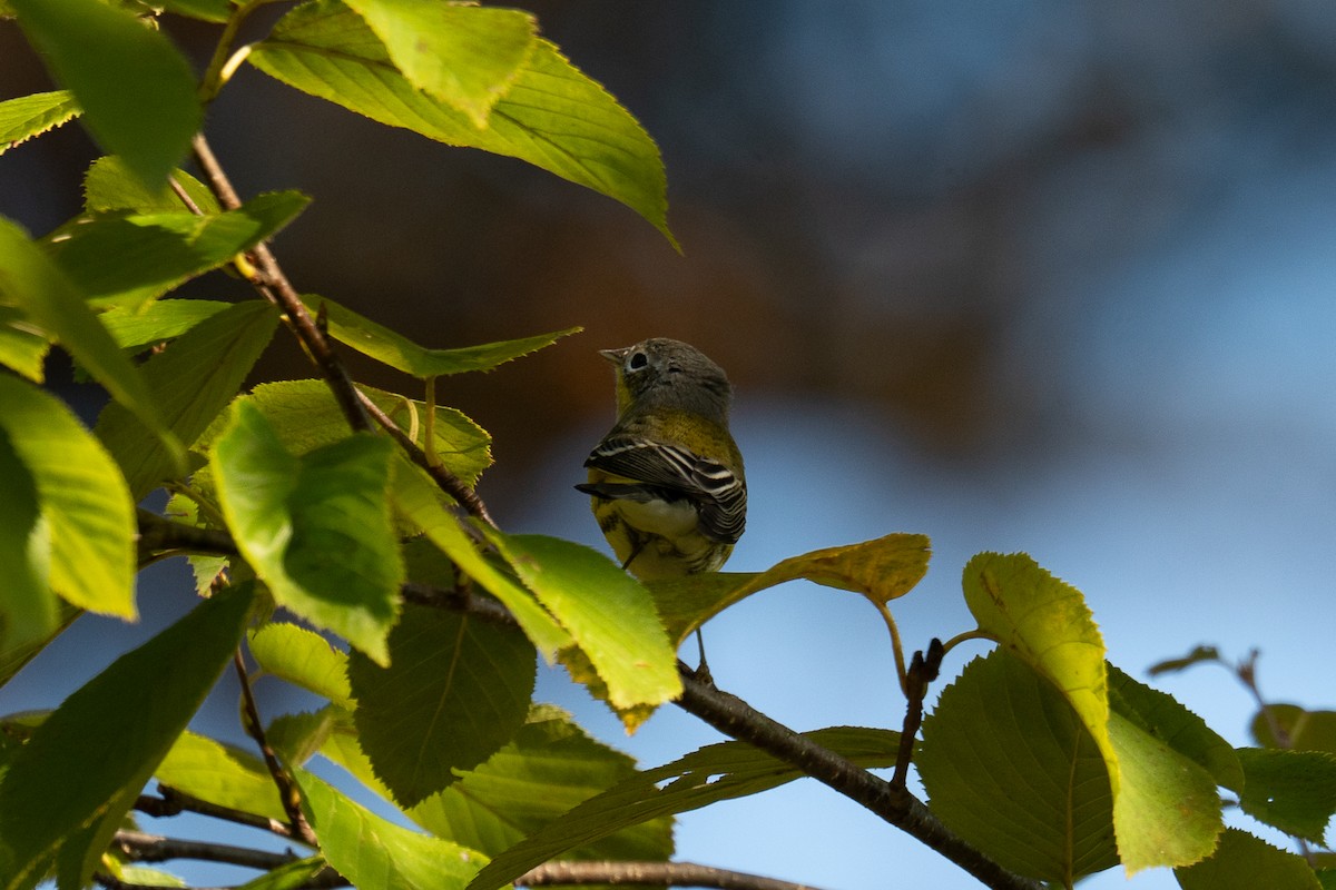Magnolia Warbler - ML642548884