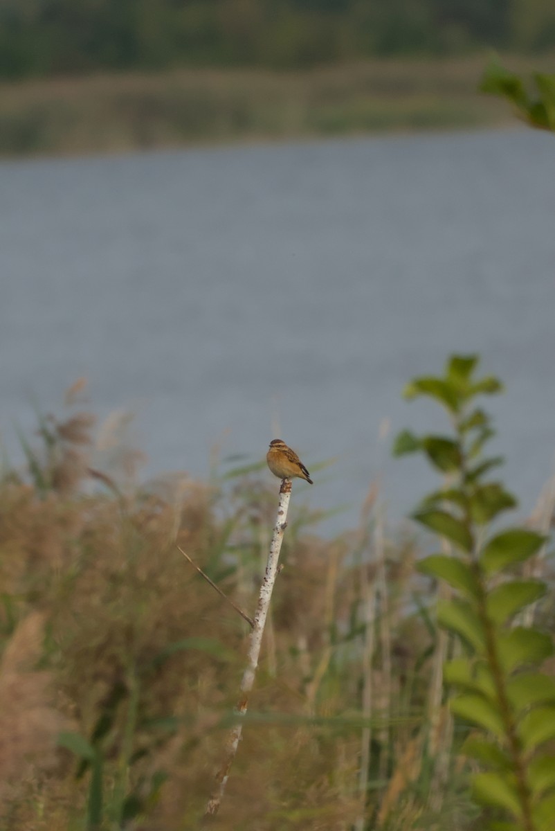 Whinchat - ML642548885