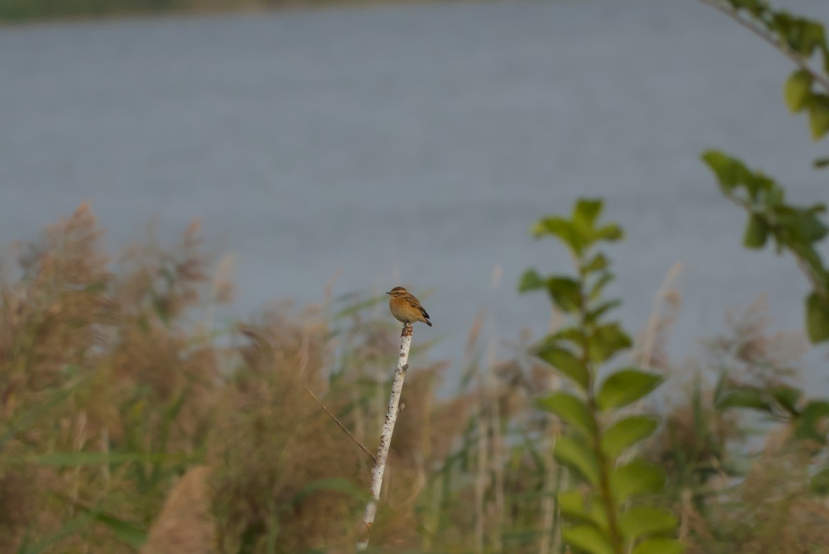 Whinchat - ML642548886