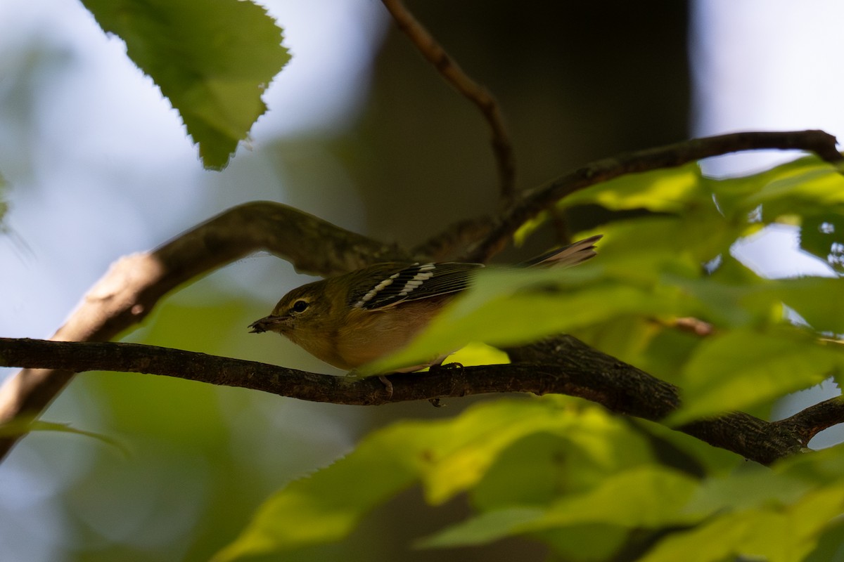 Bay-breasted Warbler - ML642548895