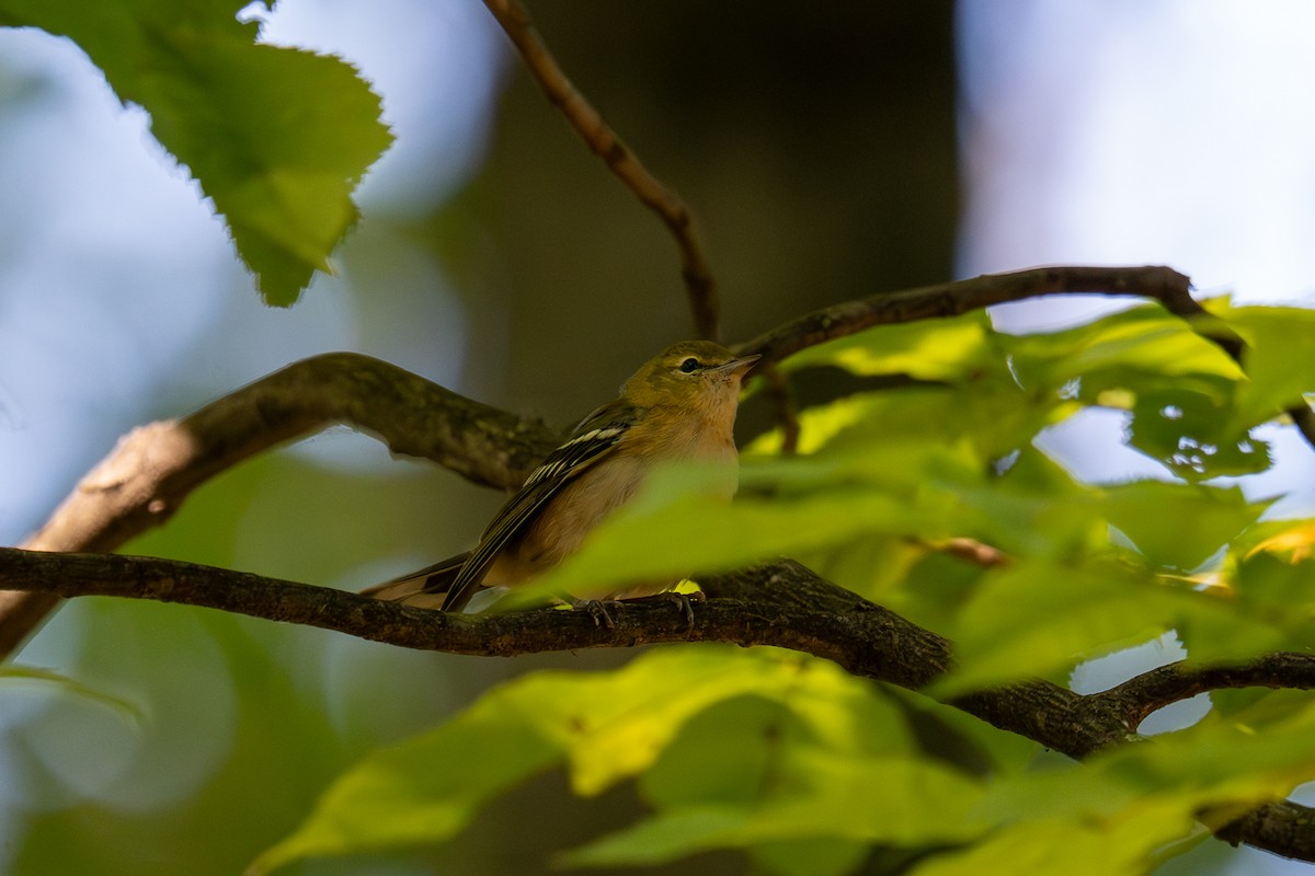 Bay-breasted Warbler - ML642548896