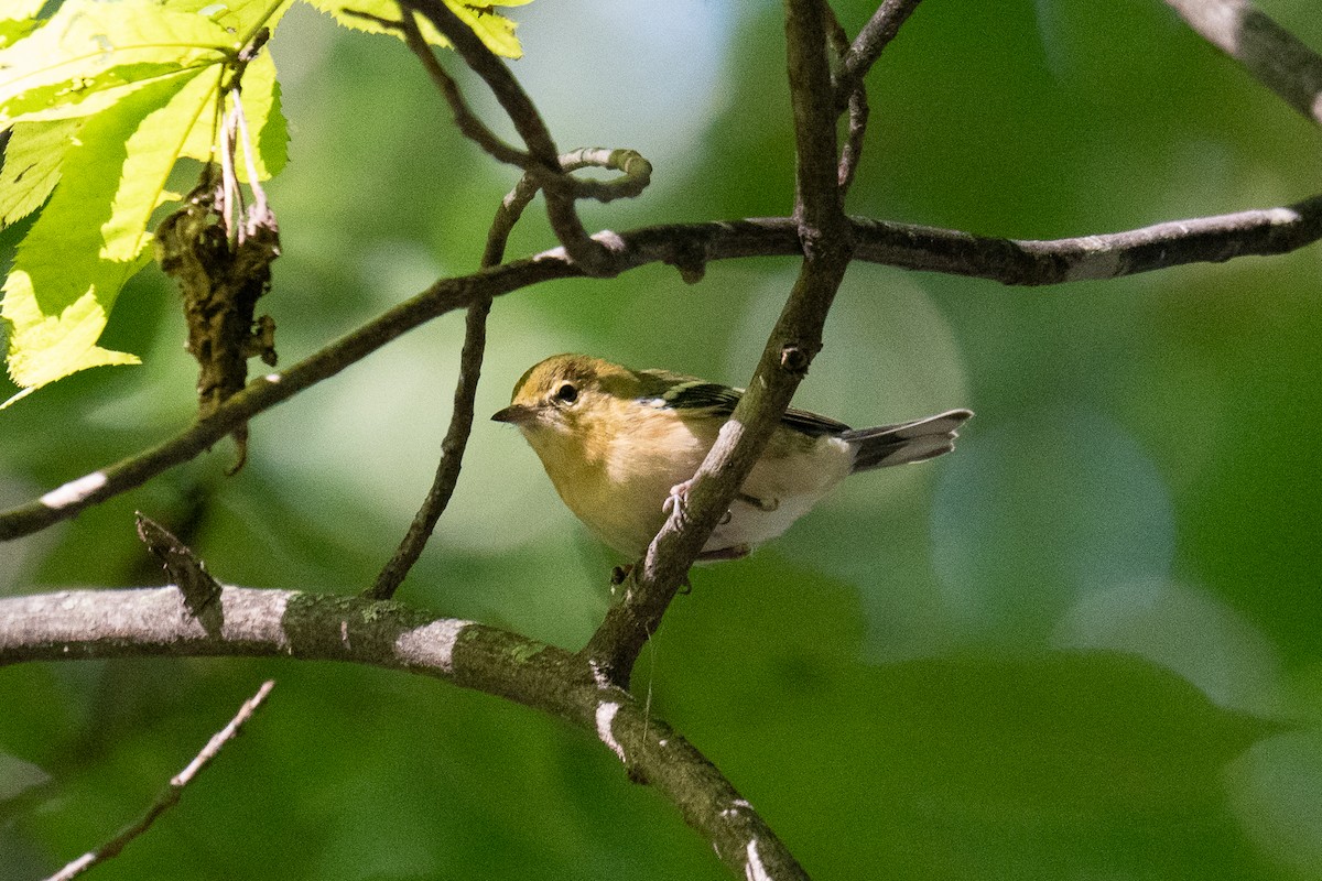 Bay-breasted Warbler - ML642548897