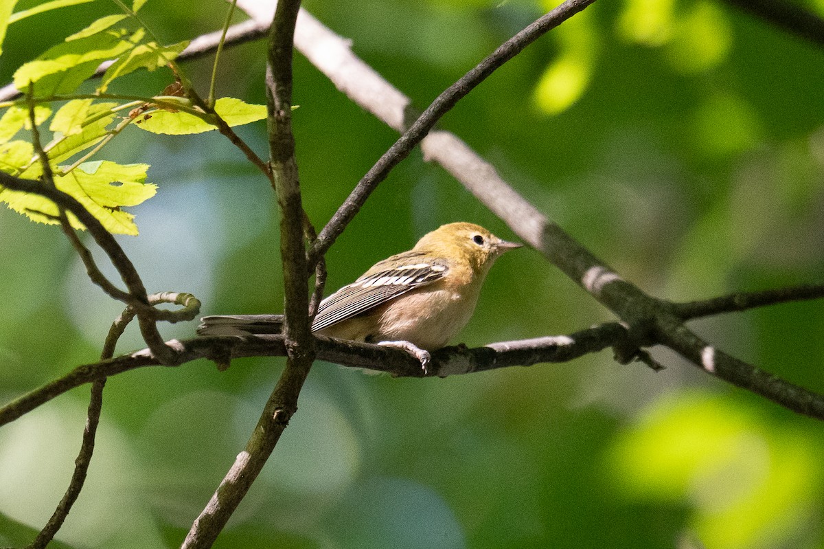 Bay-breasted Warbler - ML642548898