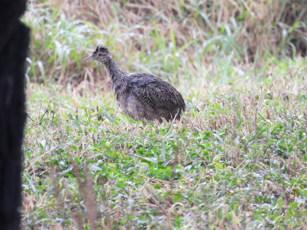 Brushland Tinamou - ML642548900