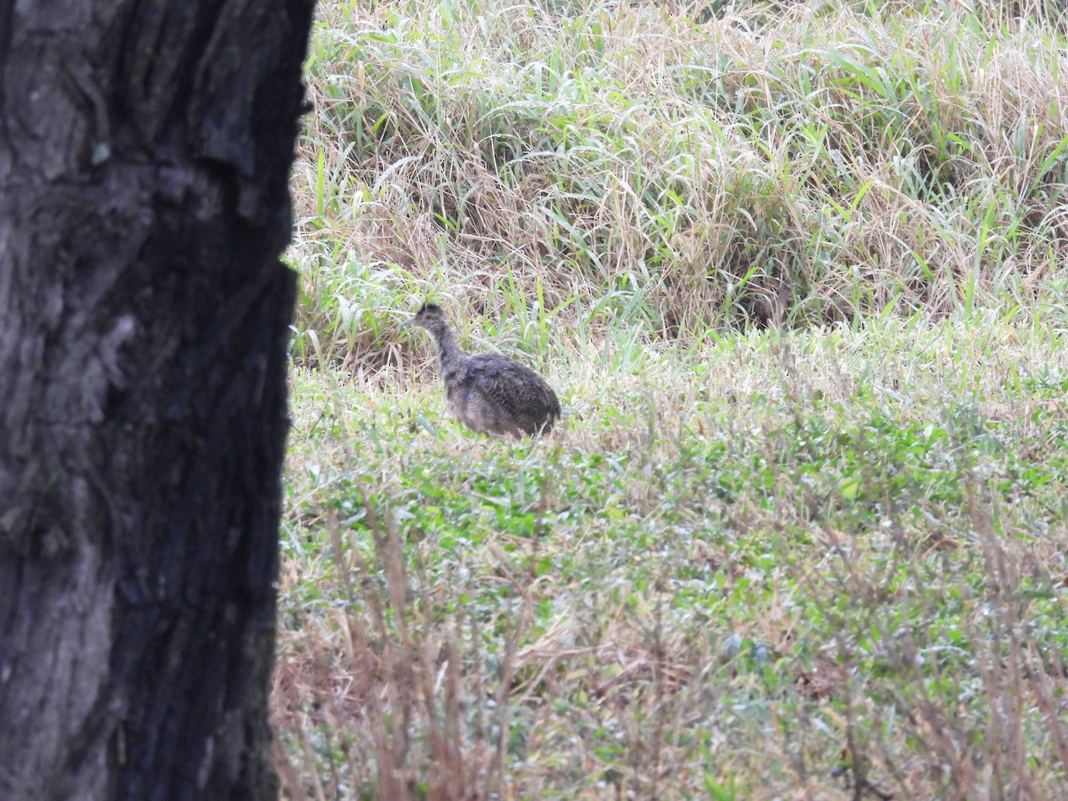 Brushland Tinamou - ML642548901