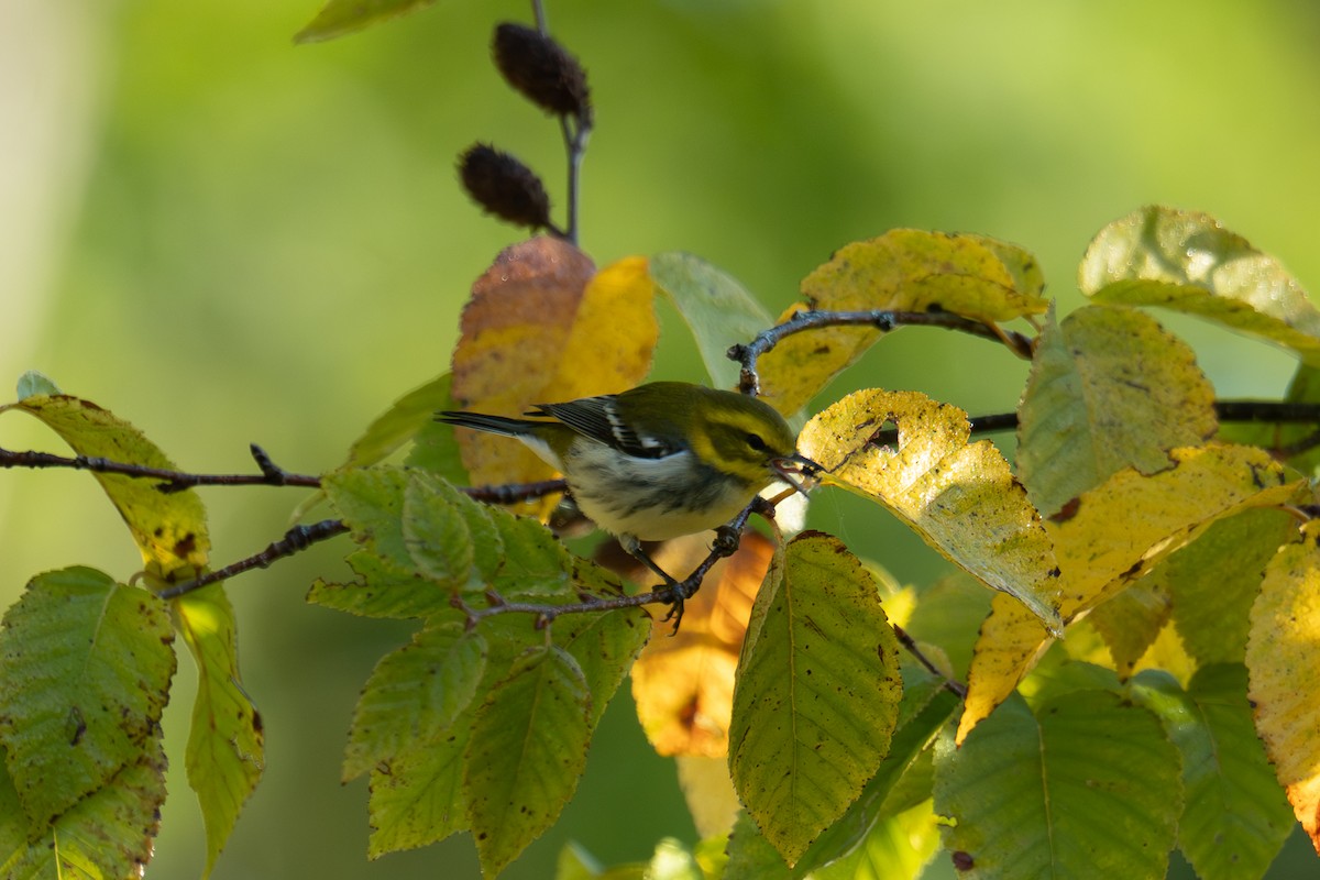 Black-throated Green Warbler - ML642548909