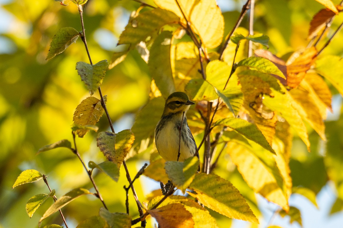Black-throated Green Warbler - ML642548910