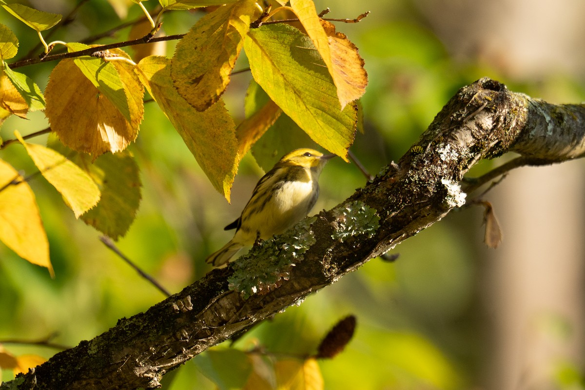 Black-throated Green Warbler - ML642548911