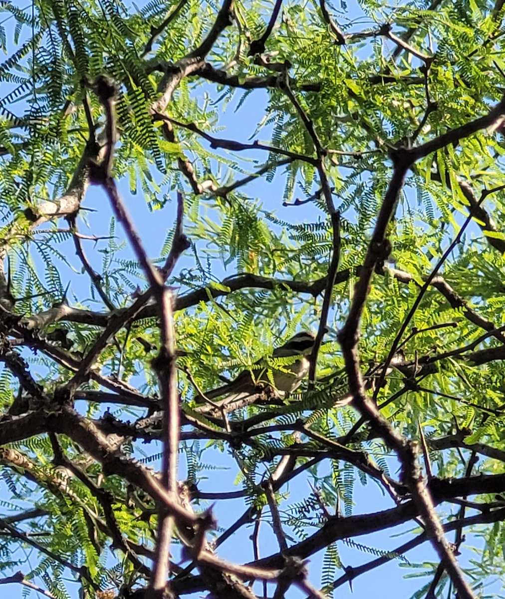 Ringed Warbling Finch - ML642548918