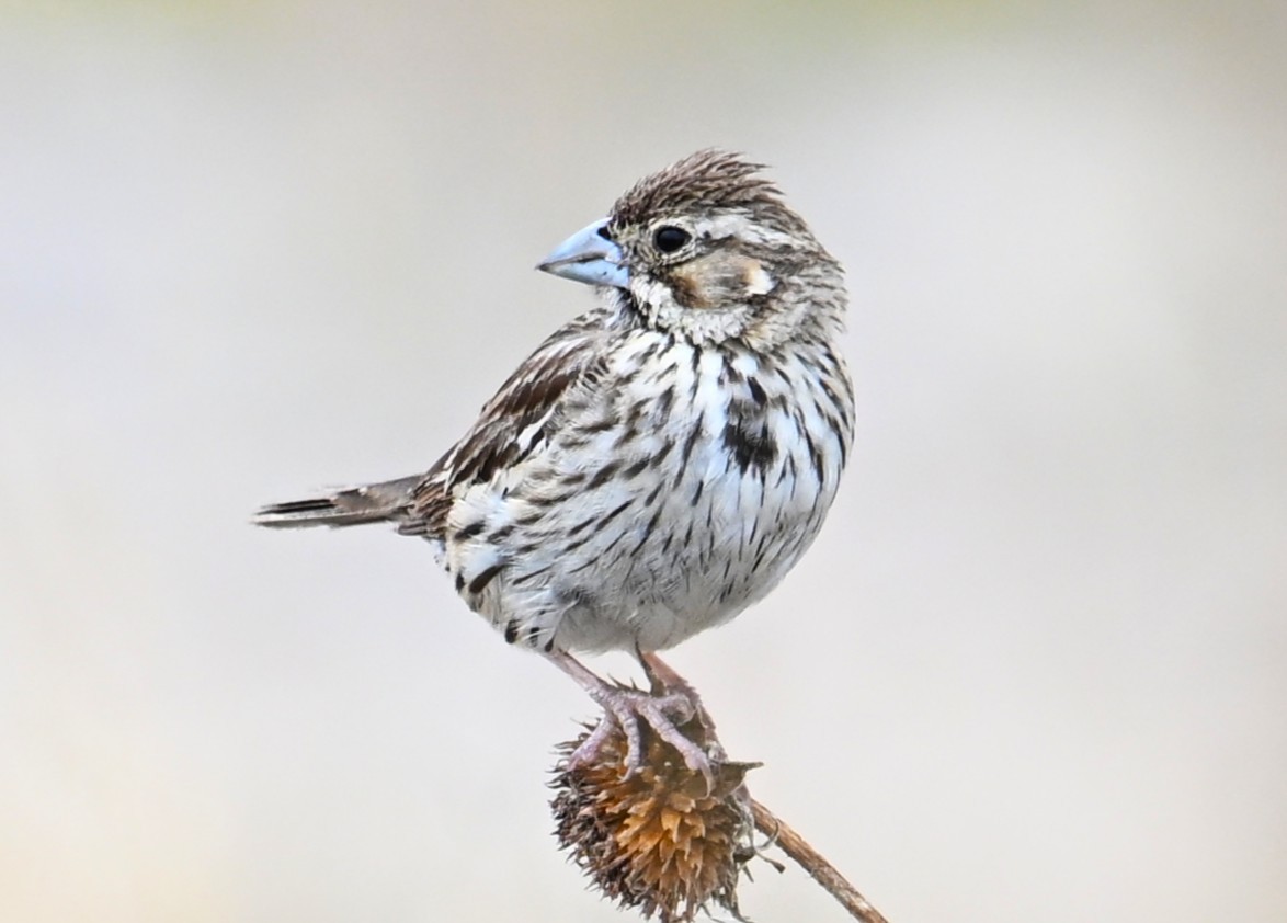 Lark Bunting - ML642548919