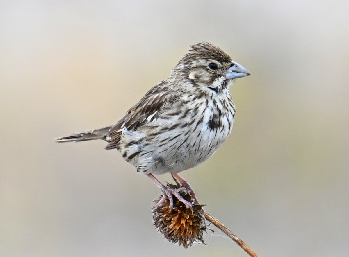Lark Bunting - ML642548920