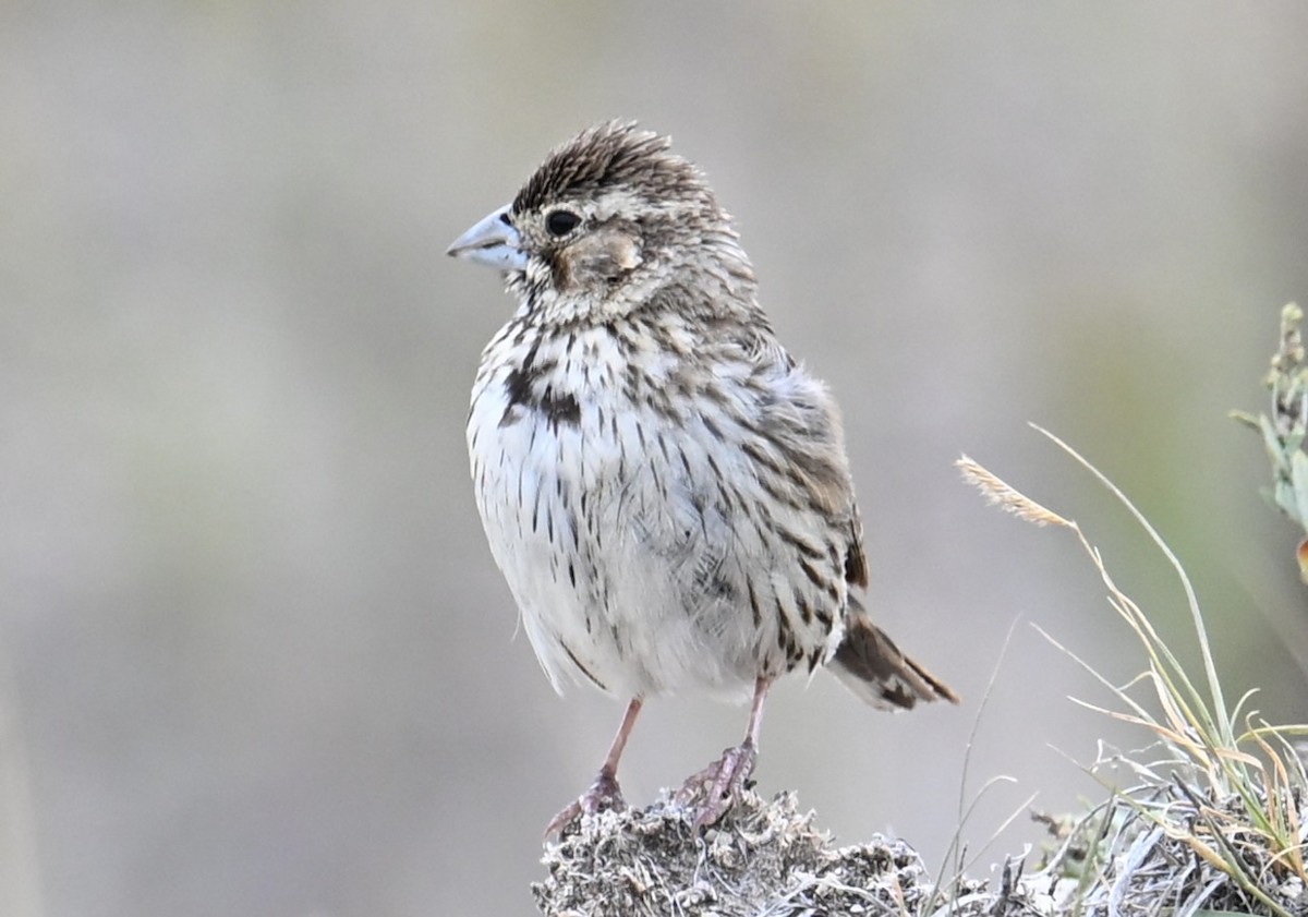 Lark Bunting - ML642548921