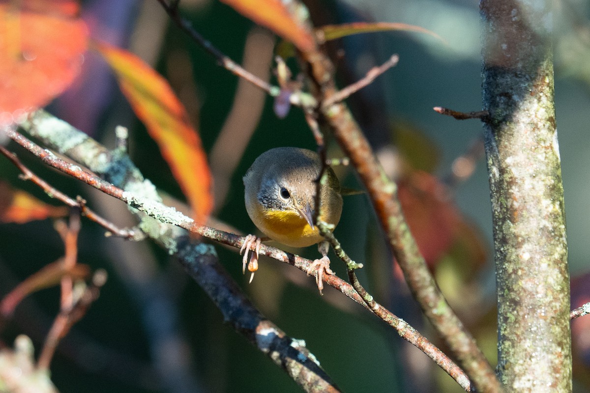 Common Yellowthroat - ML642548925