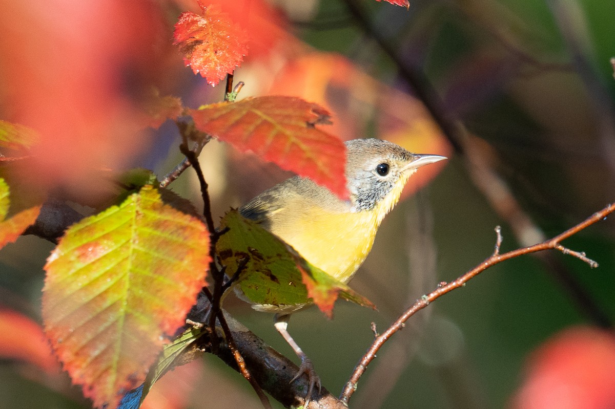 Common Yellowthroat - ML642548926