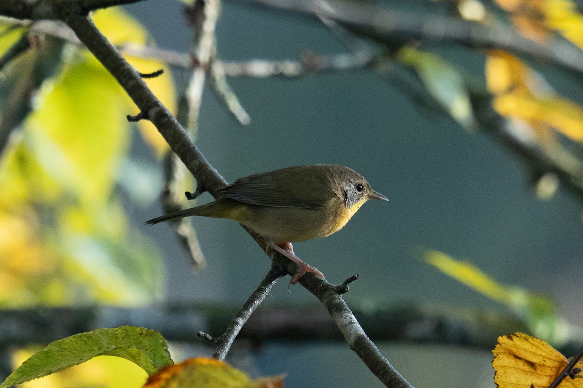 Common Yellowthroat - ML642548927