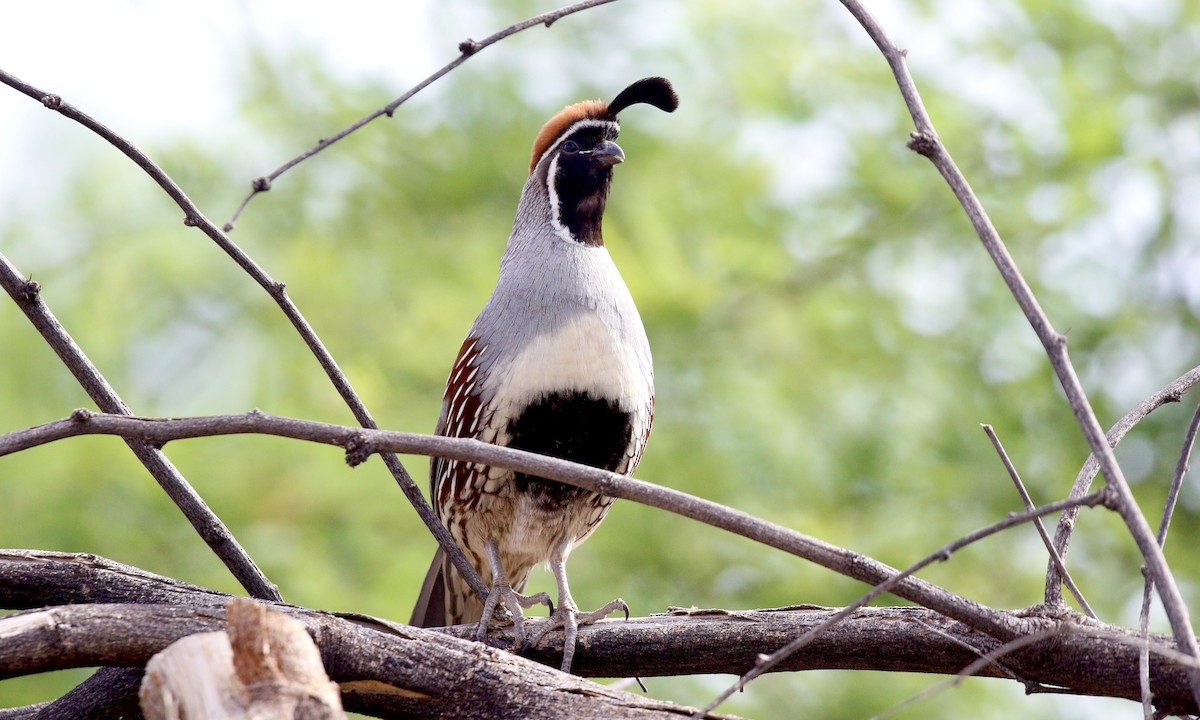 Gambel's Quail - ML642548940