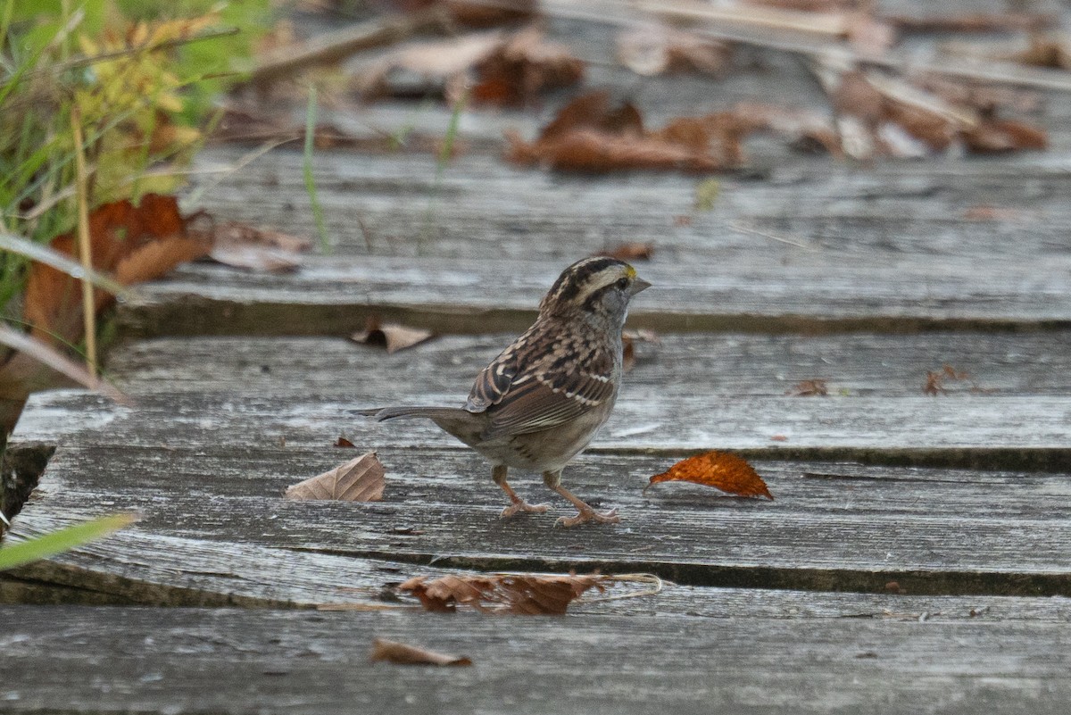 White-throated Sparrow - ML642548944