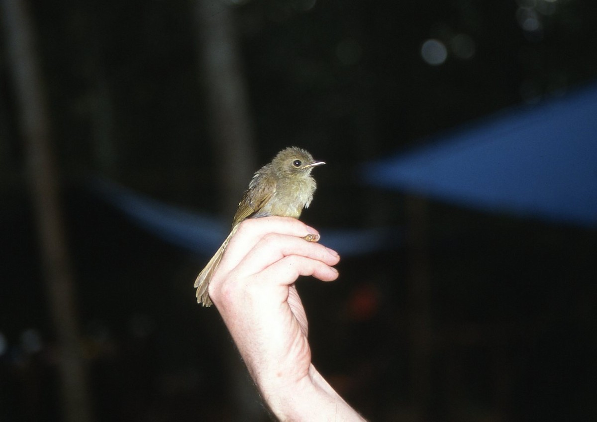 Little Greenbul - ML642548966