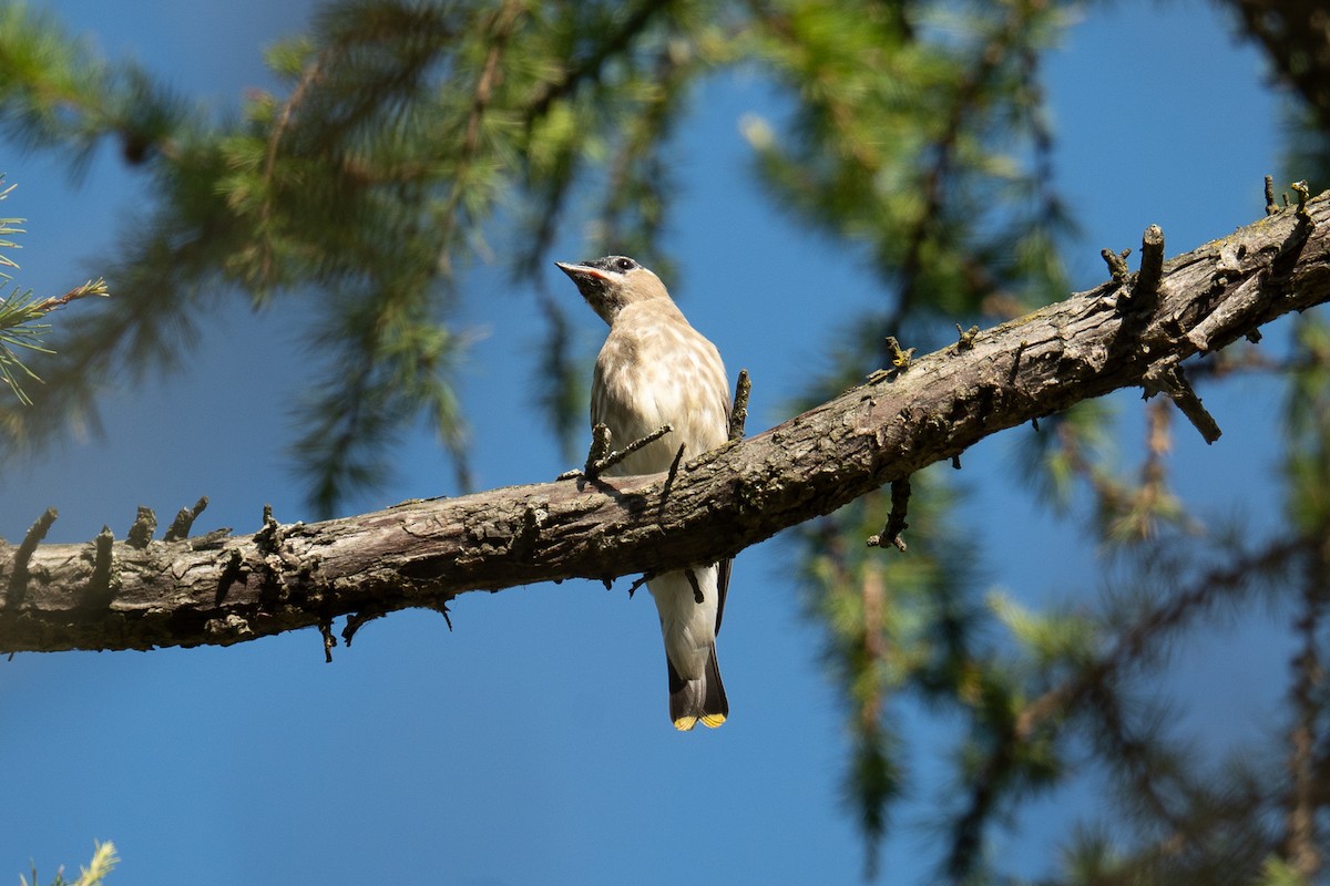 Cedar Waxwing - ML642548968