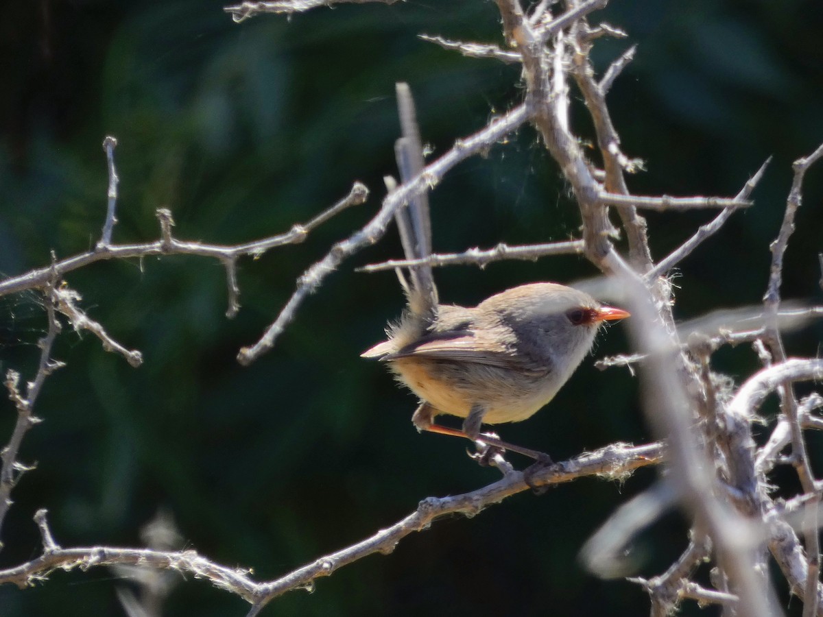 Purple-backed Fairywren - ML642548985