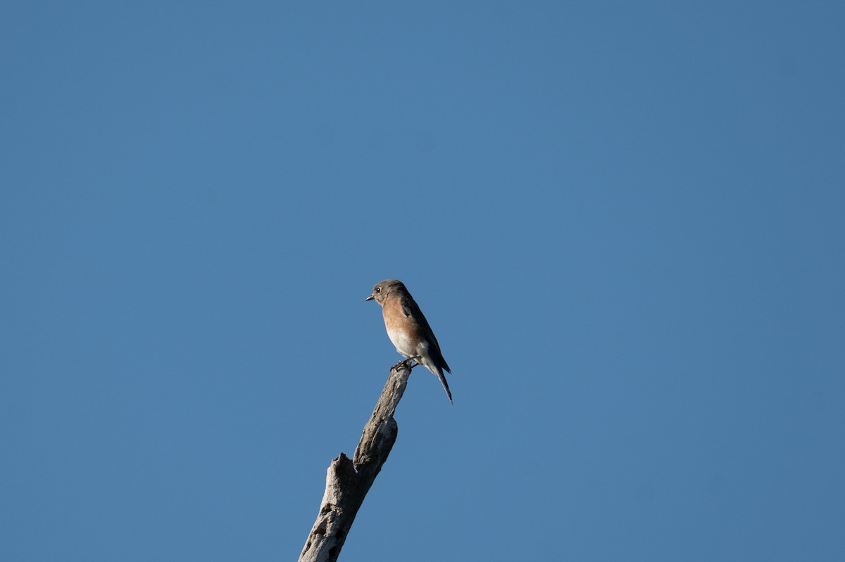 Eastern Bluebird - ML642548988