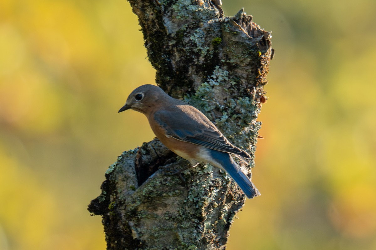 Eastern Bluebird - ML642548989