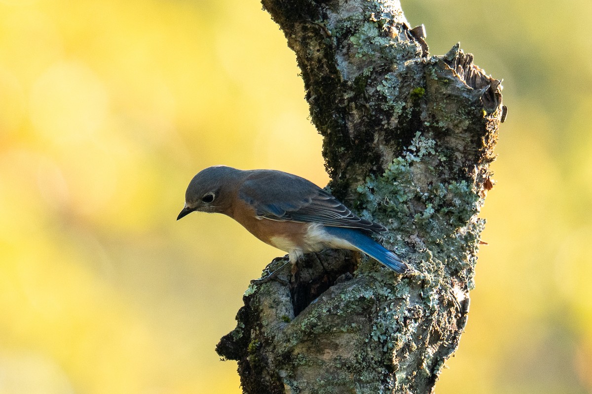Eastern Bluebird - ML642548990
