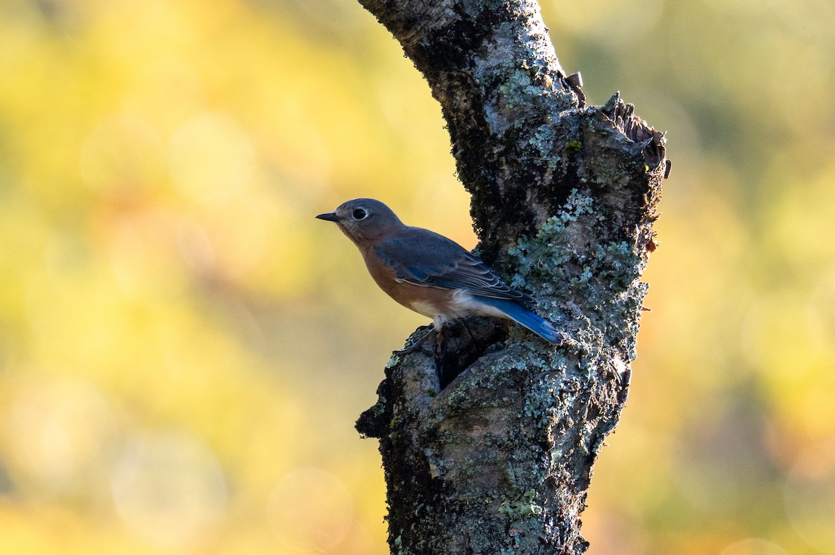 Eastern Bluebird - ML642548991