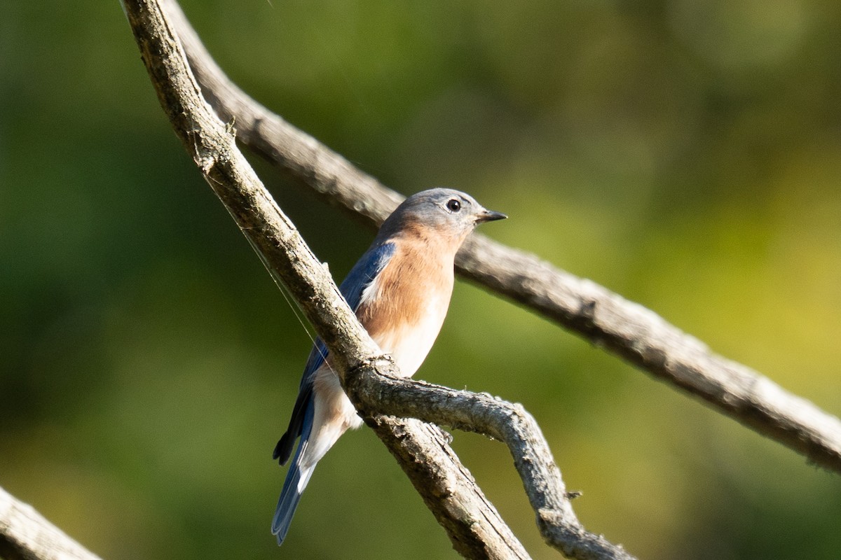 Eastern Bluebird - ML642548992