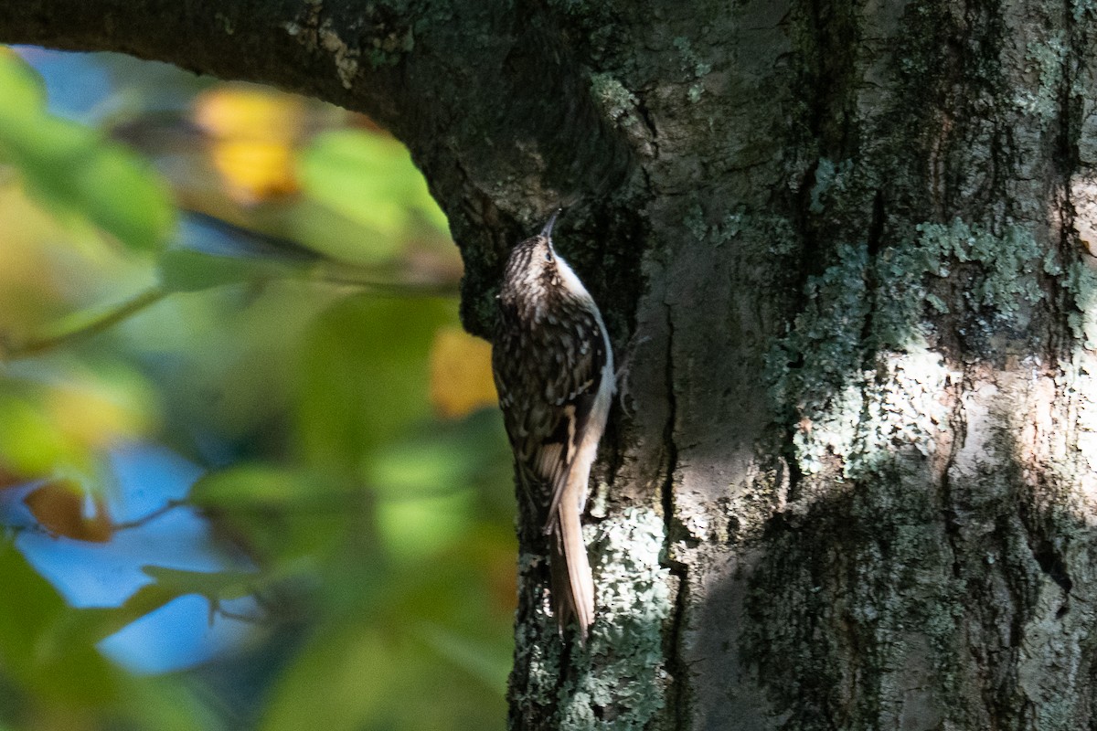 Brown Creeper - ML642548999