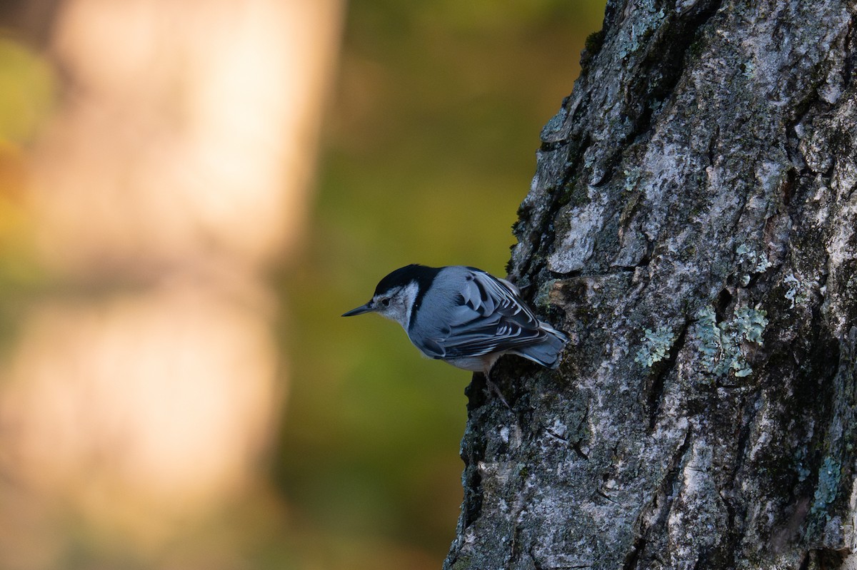 White-breasted Nuthatch - ML642549003
