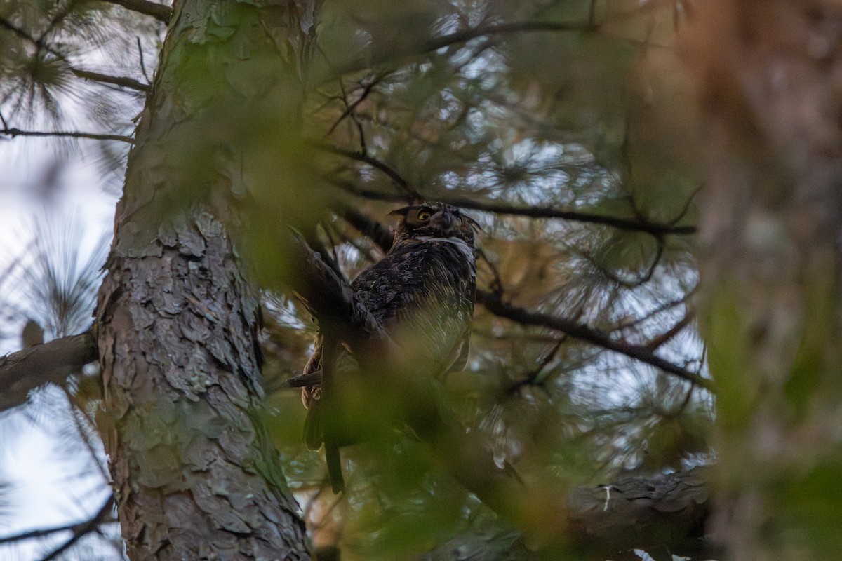 Great Horned Owl - ML642549004