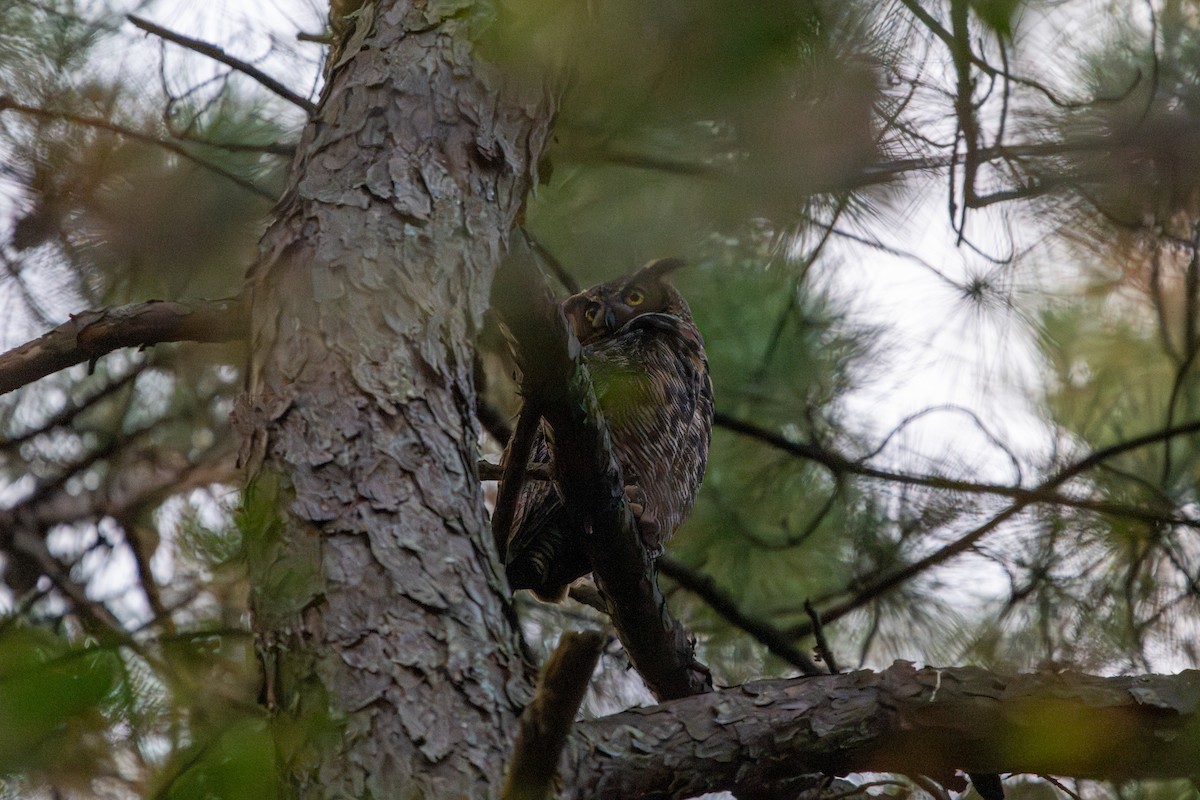 Great Horned Owl - ML642549005