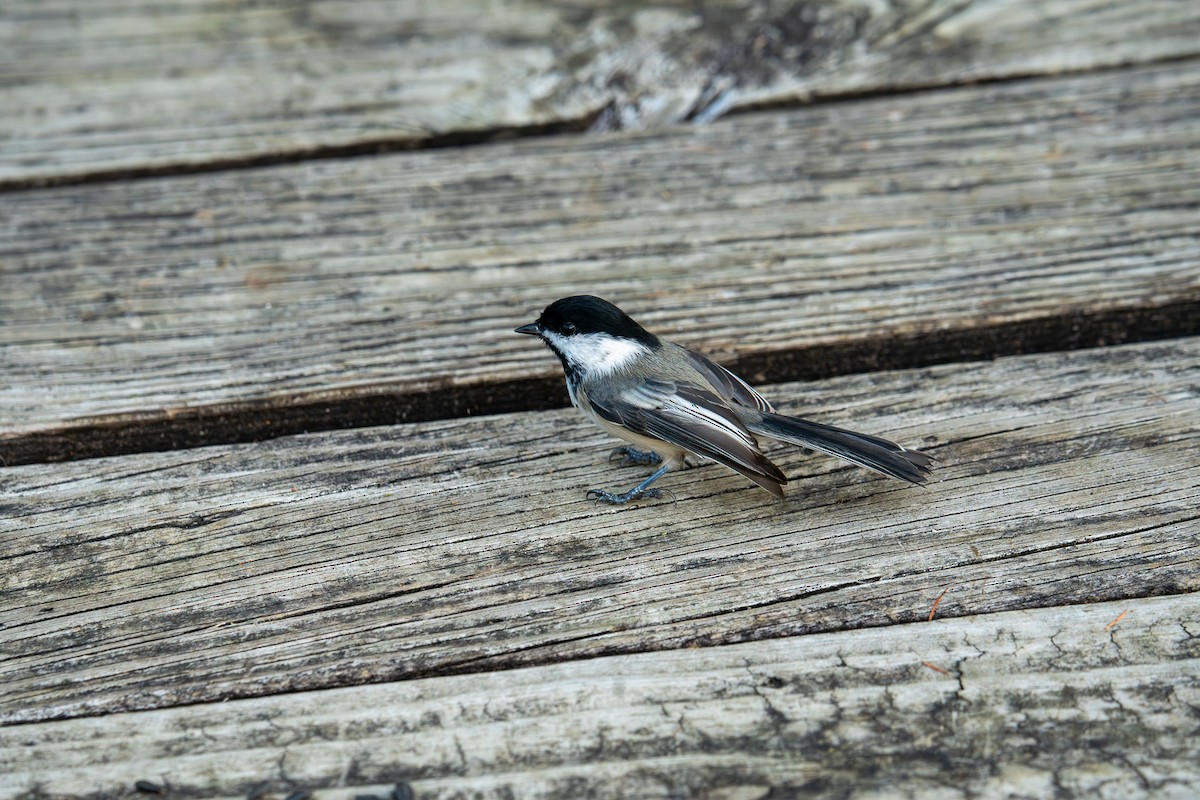 Black-capped Chickadee - ML642549020