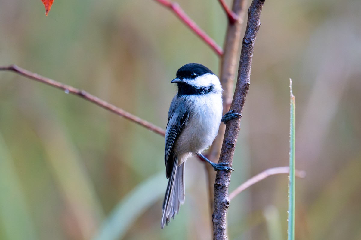 Black-capped Chickadee - ML642549021