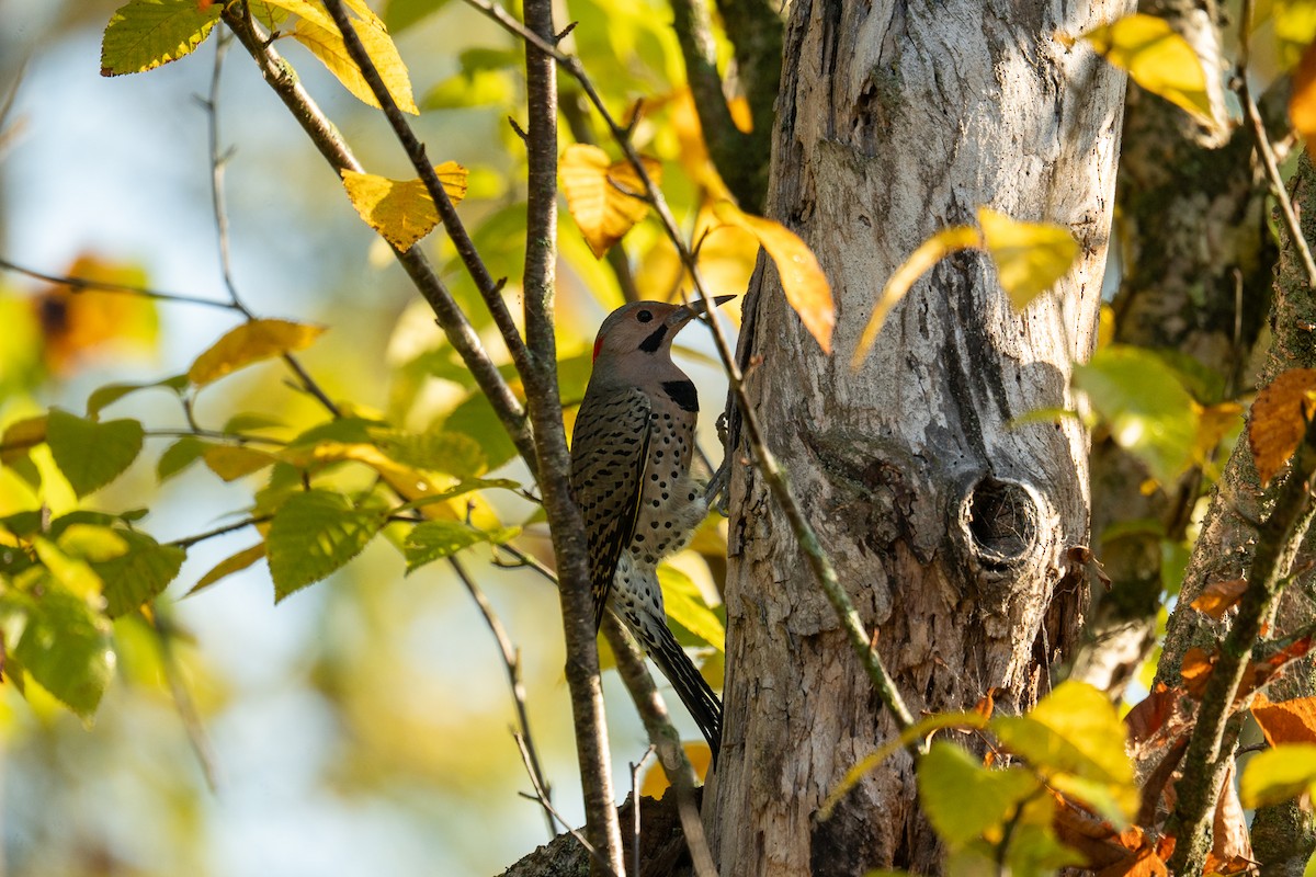 Northern Flicker - ML642549031