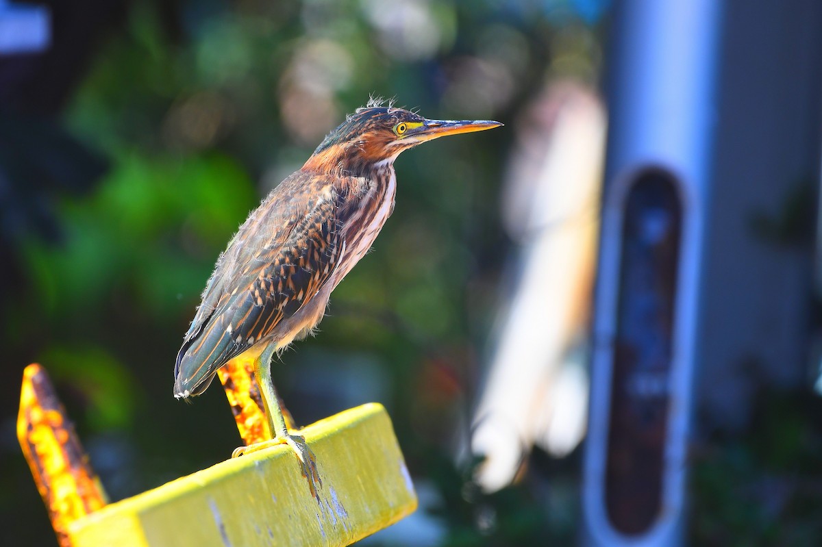 Green Heron - ML642549035