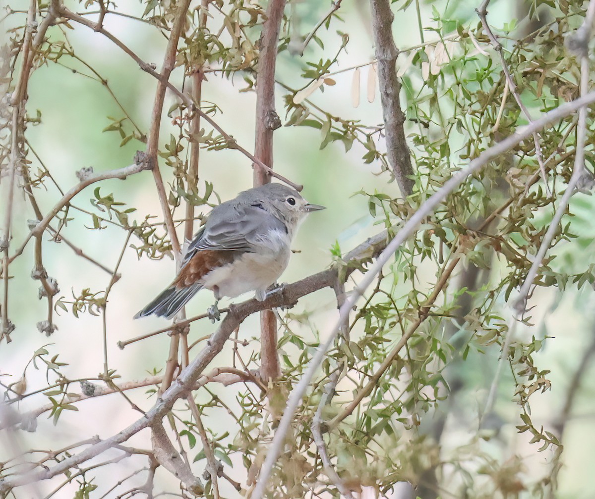Lucy's Warbler - ML642549057