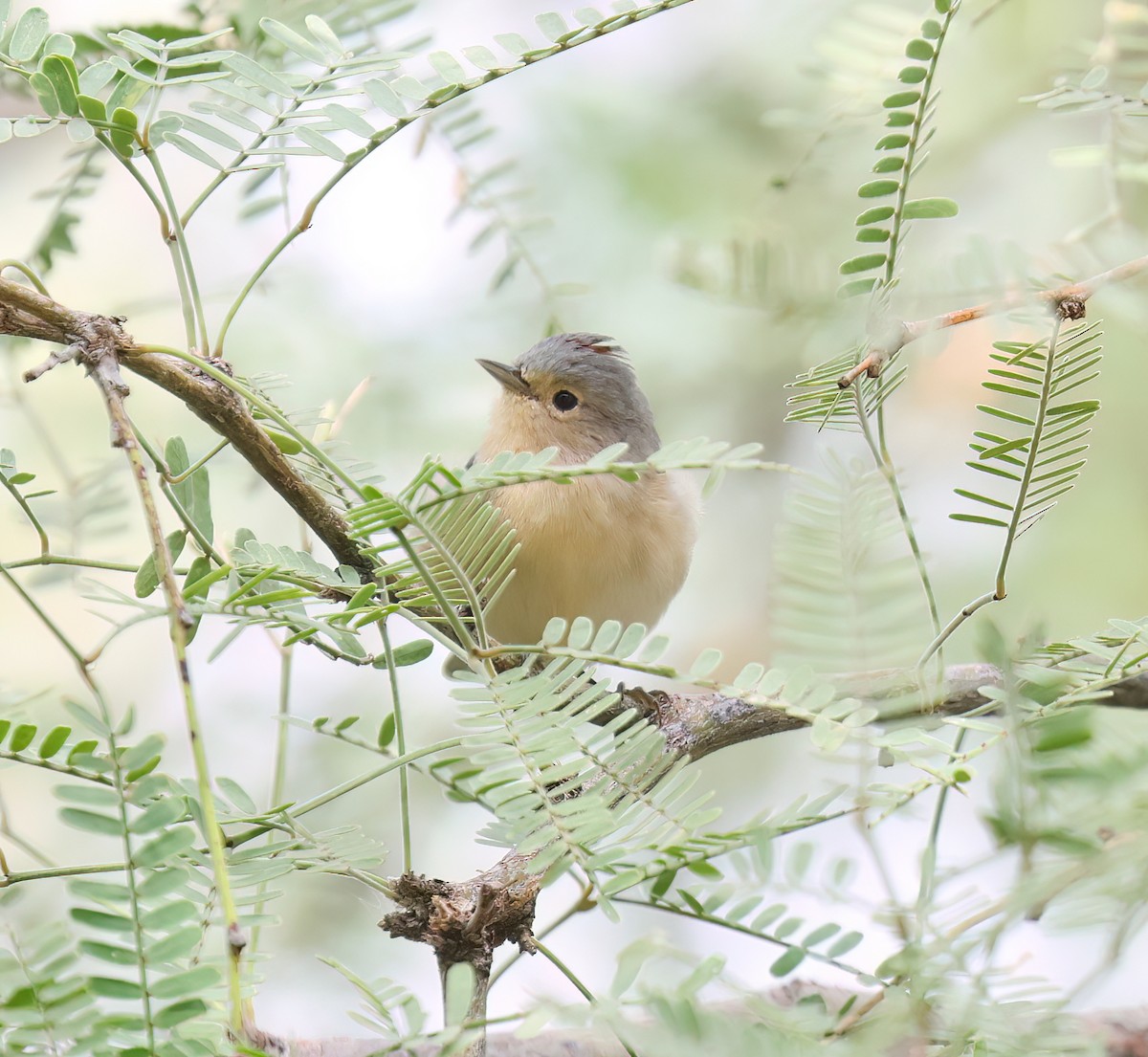 Lucy's Warbler - ML642549058