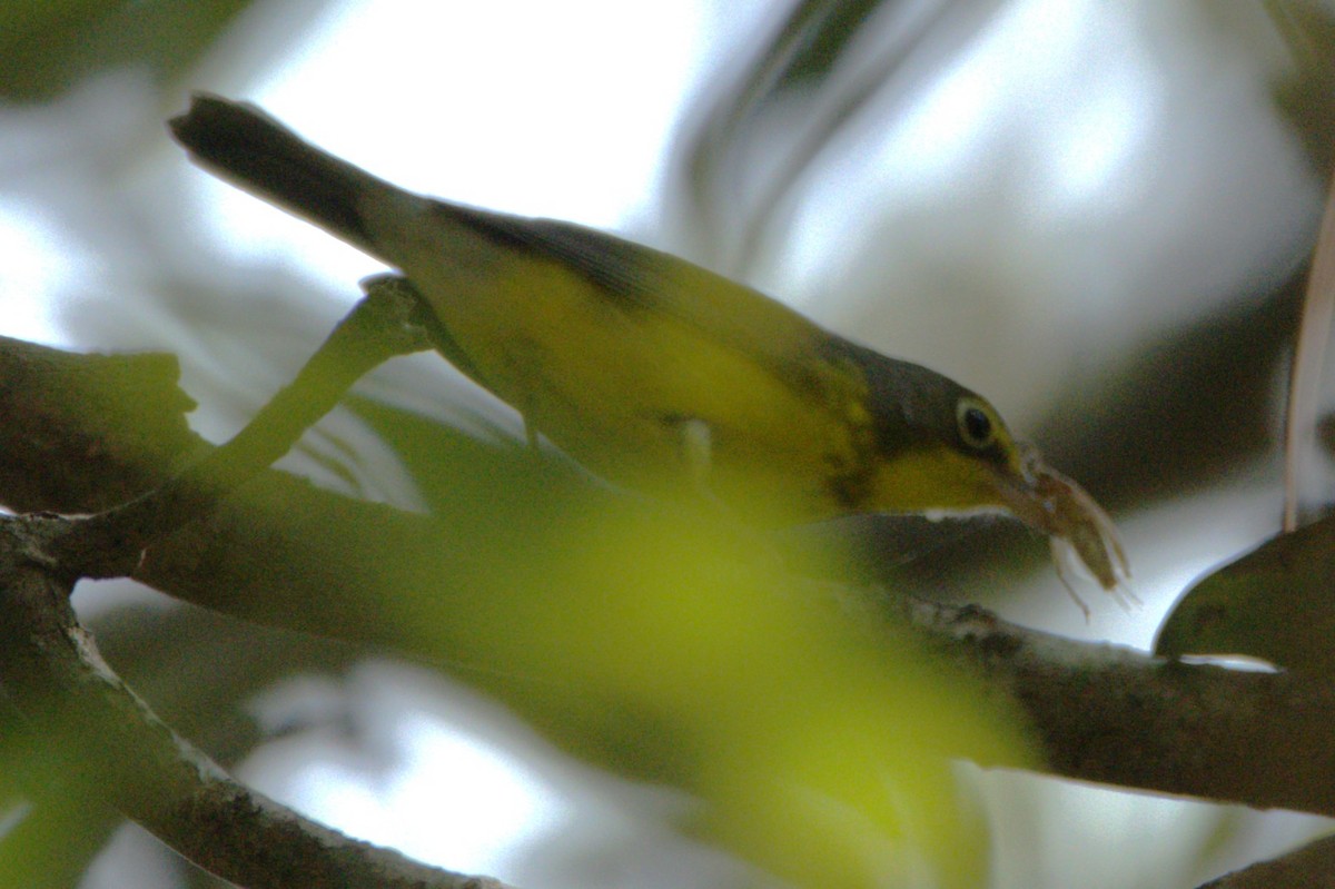 Canada Warbler - ML642549169