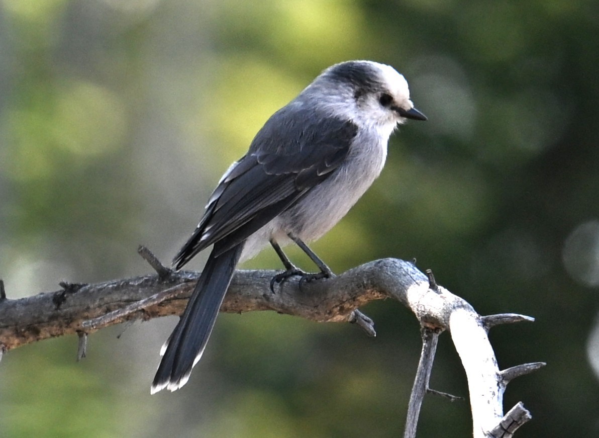 Canada Jay - ML642549180