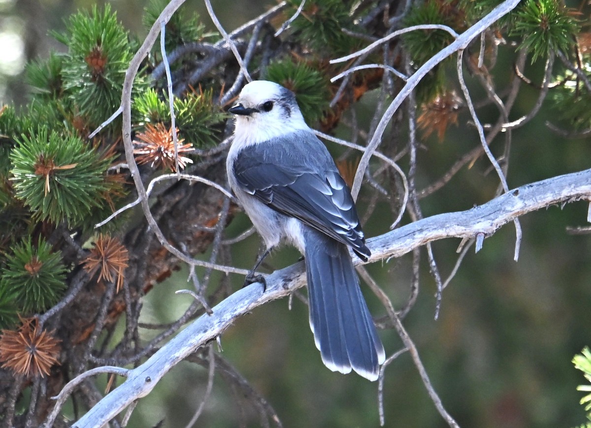 Canada Jay - ML642549181