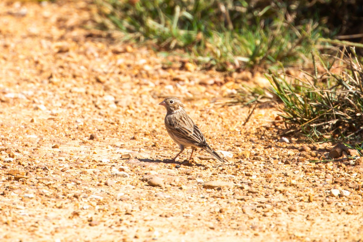Vesper Sparrow - ML642549215