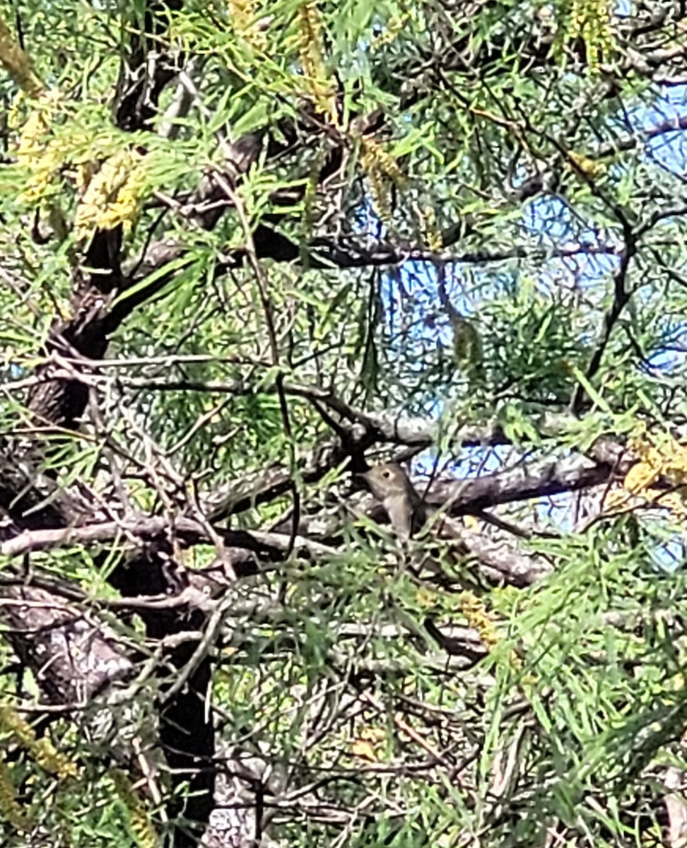 White-crested Elaenia - ML642549233