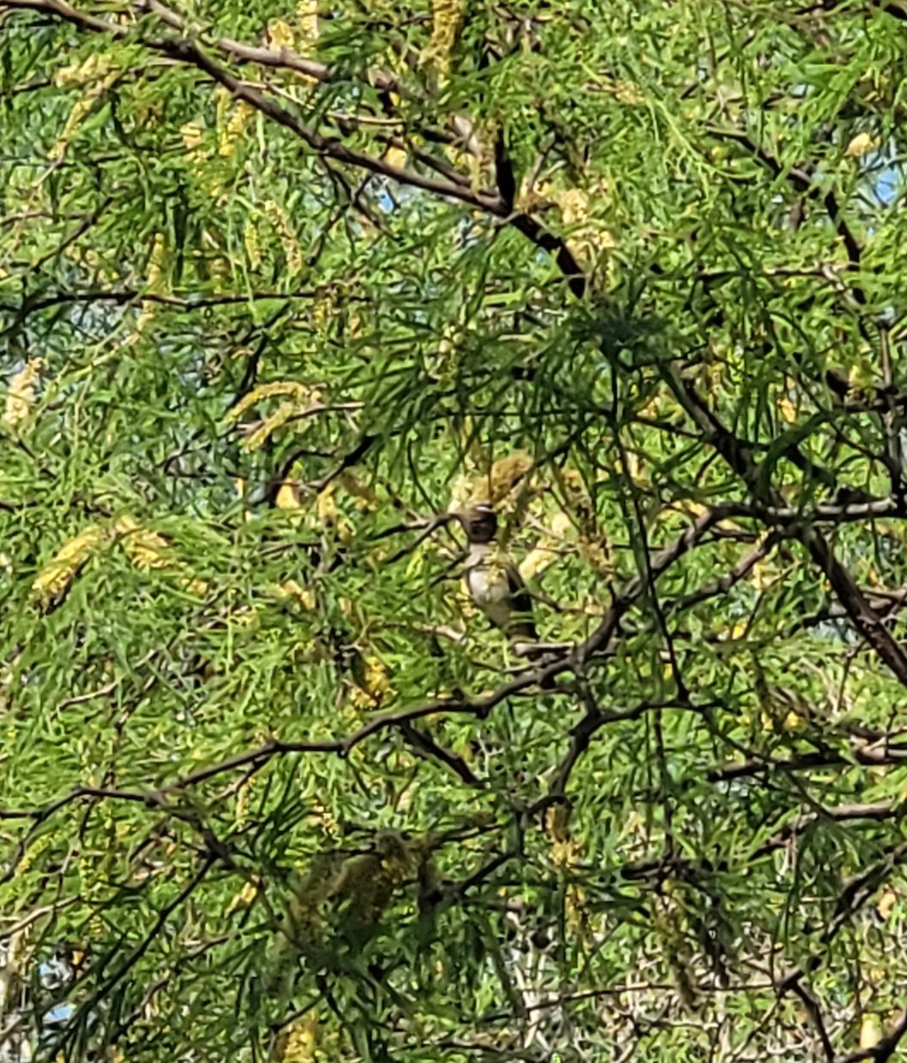White-crested Elaenia - ML642549234